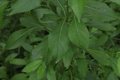 Populus longifolia