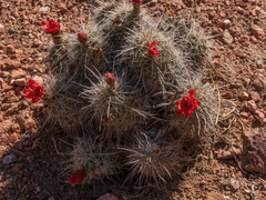 Echinocereus