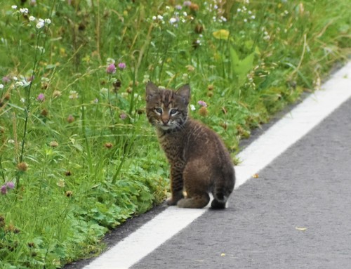 Eastern Bobcat photographed in Tennessee