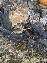 Auricularia mesenterica