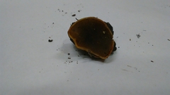 Plicaria
