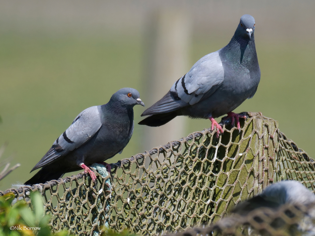 Paloma Doméstica, Columba livia