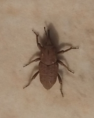 Sphenophorus rusticus