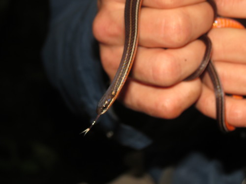 Urotheca guentheri