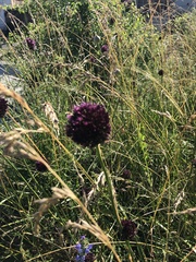 Allium atroviolaceum