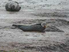 Phoca vitulina vitulina