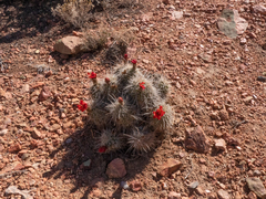 Echinocereus