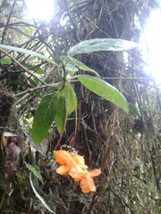 Columnea strigosa