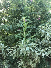 Chamaenerion angustifolium