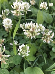 Trifolium repens