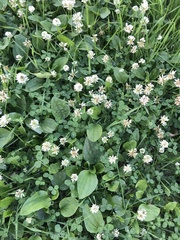 Trifolium repens