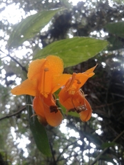 Columnea strigosa