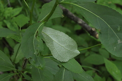 Populus longifolia