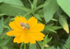 Agapostemon virescens