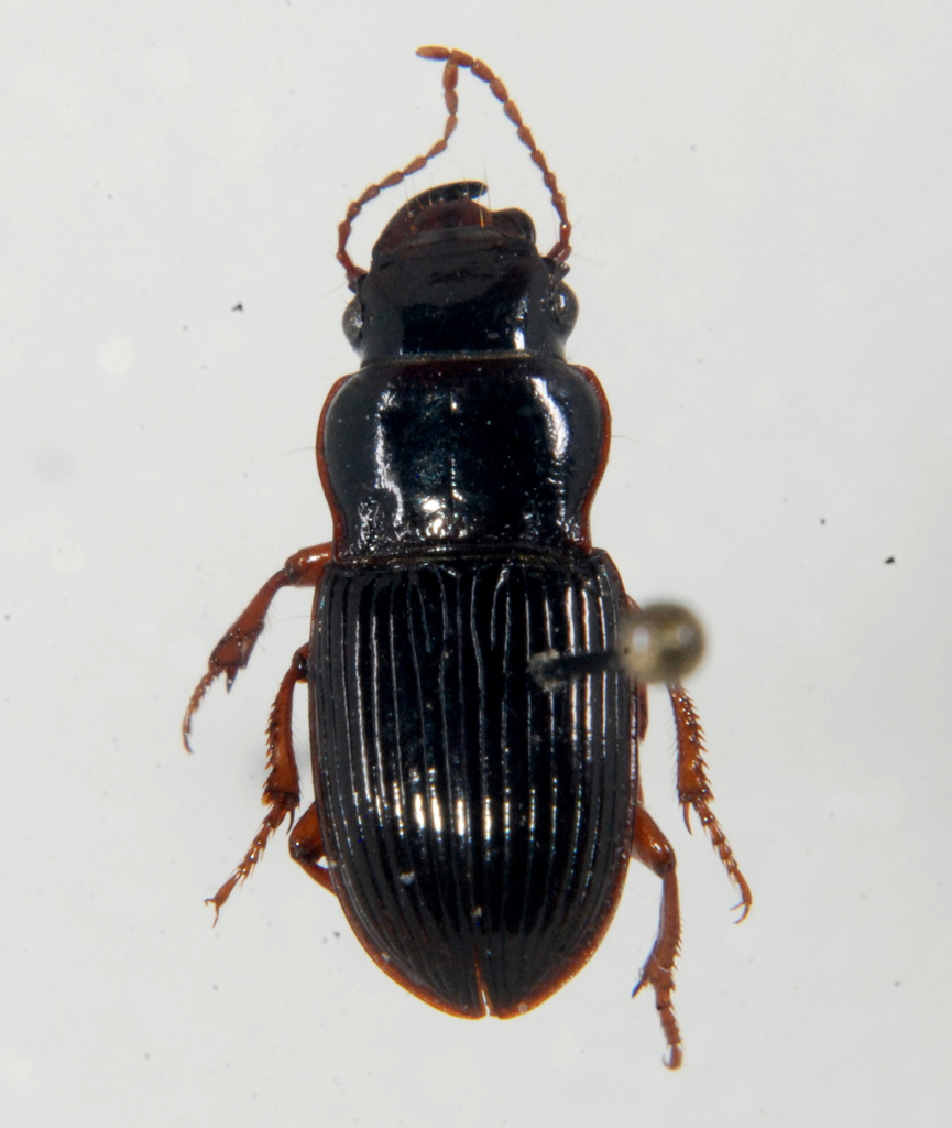 Cratacanthus