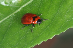 Gonioctena viminalis