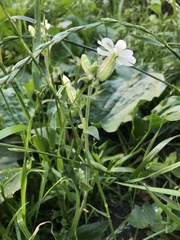 Silene latifolia