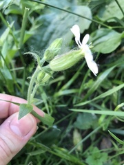 Silene latifolia