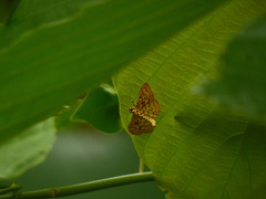 Polygrammodes eleuata