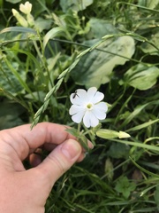 Silene latifolia
