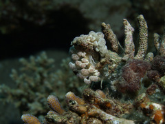 Phyllodesmium magnum