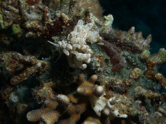 Phyllodesmium magnum