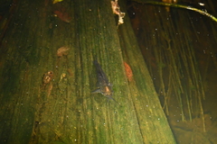 Callichthyinae