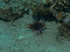 Pterois cincta