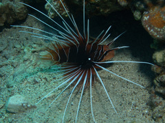 Pterois cincta