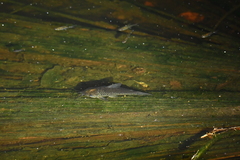 Callichthyinae