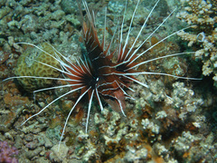 Pterois cincta