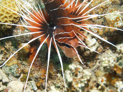 Pterois cincta