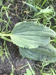Plantago major