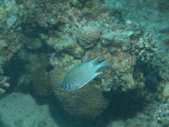 Amblyglyphidodon indicus