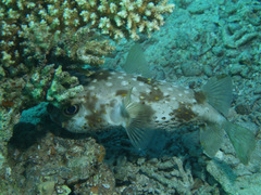 Cyclichthys spilostylus