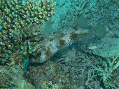 Cyclichthys spilostylus