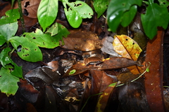 Hamptophryne boliviana