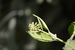Thlaspi arvense