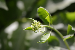 Thlaspi arvense