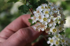 Physocarpus monogynus