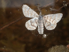 Epelis truncataria