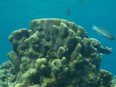 Hydnophora microconos