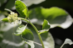 Thlaspi arvense