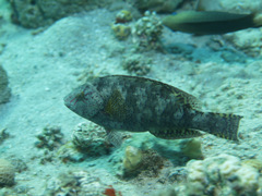 Calotomus viridescens