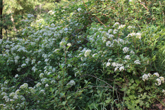 Physocarpus monogynus
