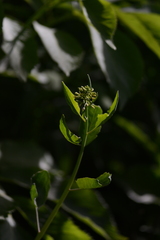 Thlaspi arvense