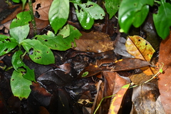 Hamptophryne boliviana