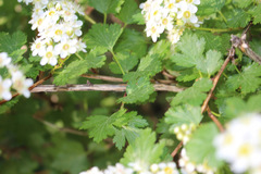 Physocarpus monogynus