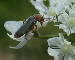 Cantharis lateralis