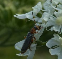 Cantharis lateralis